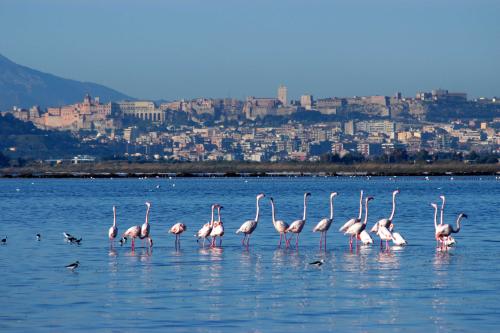 Cagliari, Sardynia / Włochy