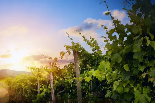 Eden Valley / Australia