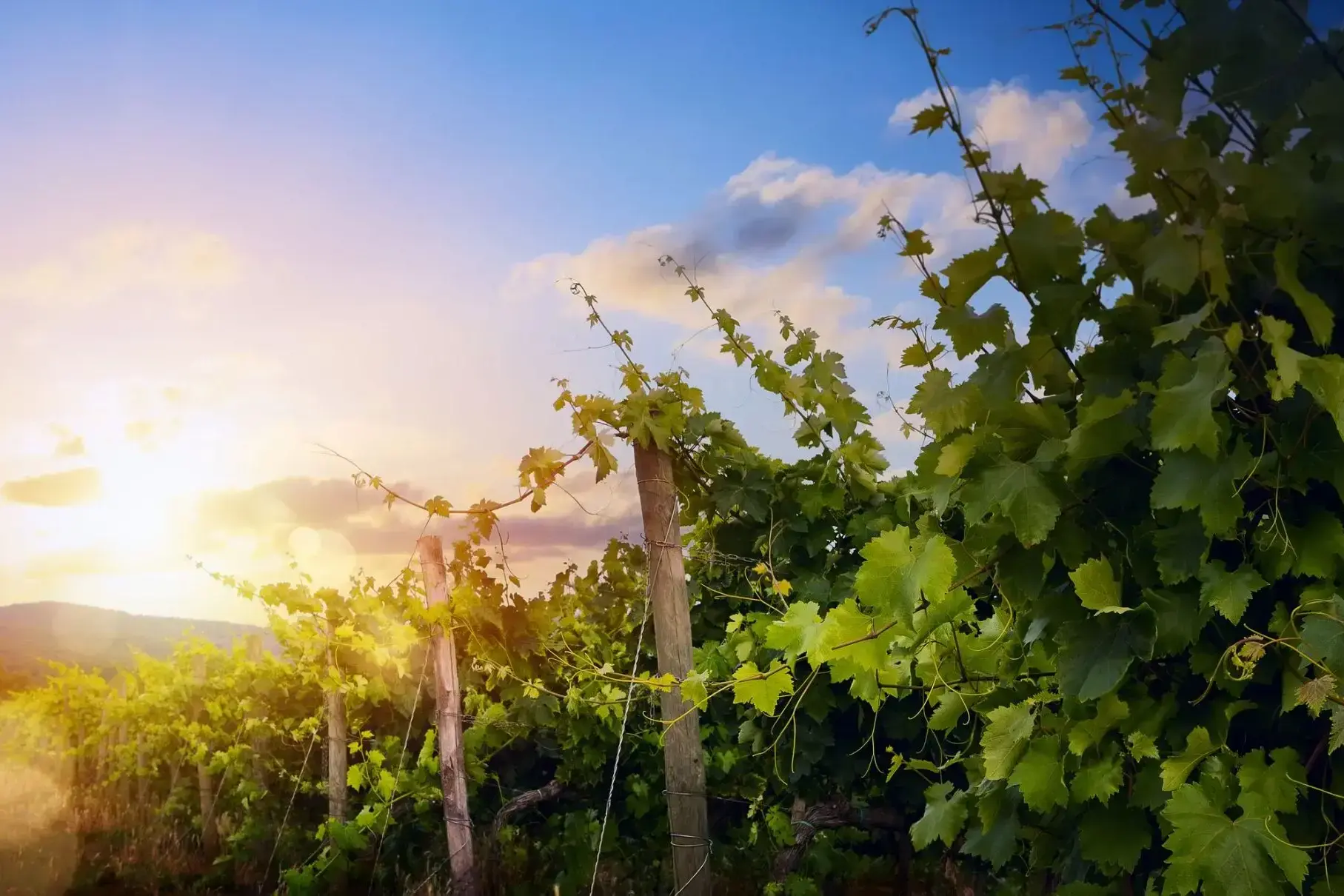 46488_Eden Valley.webp