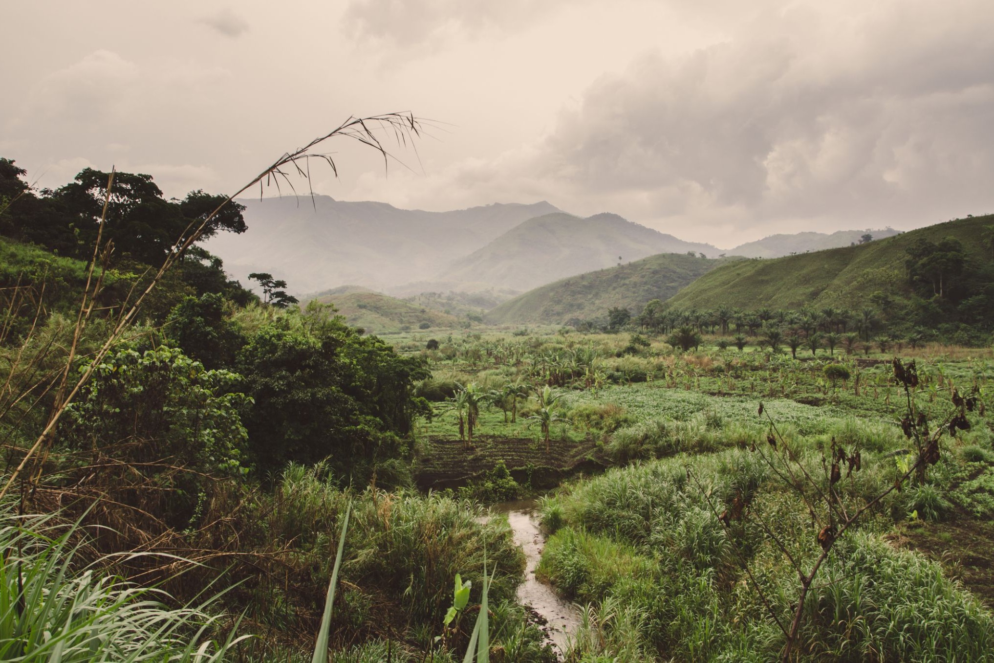 46304_Limbe.jpg