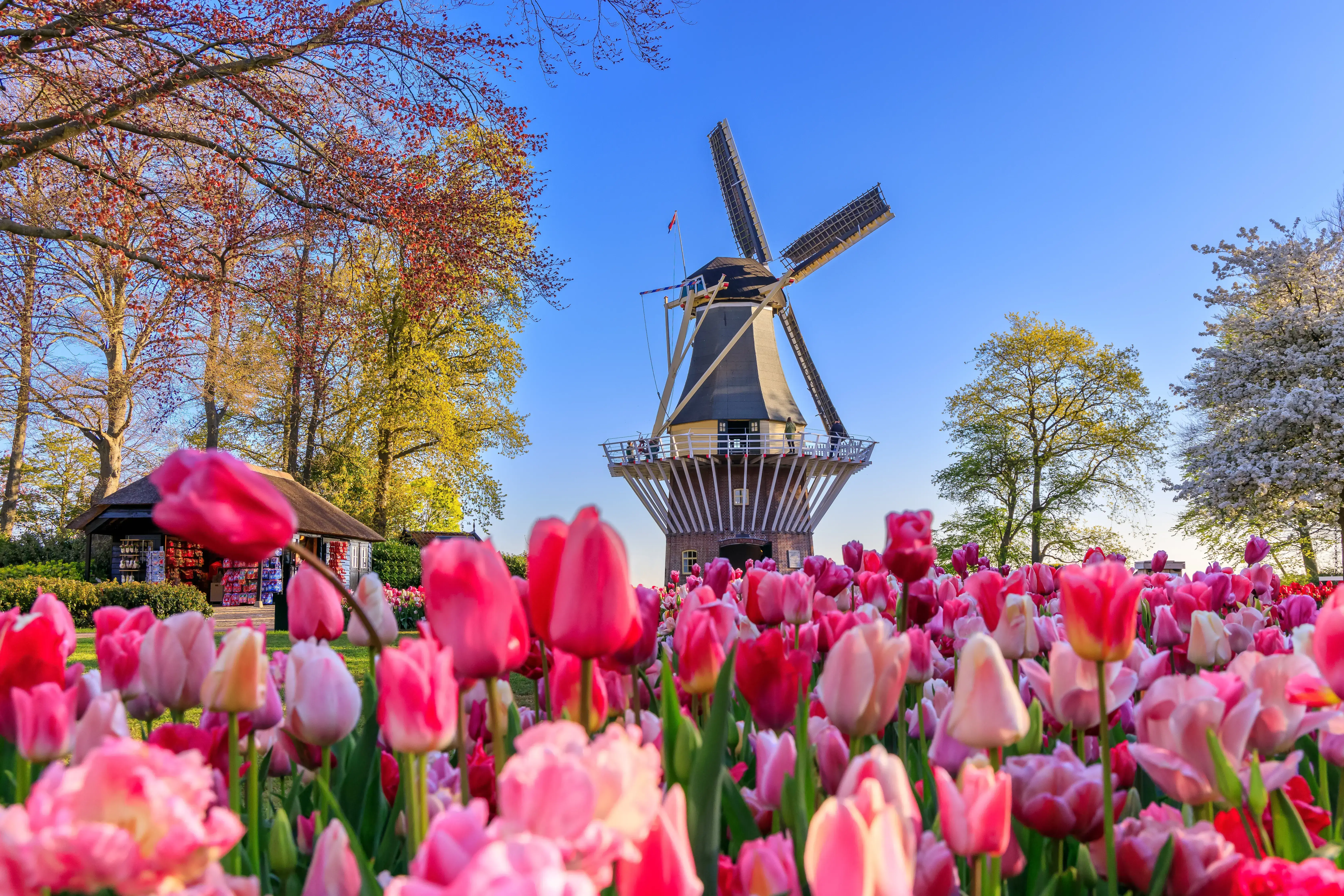 keukenhof-adobestock-504870498-2.webp