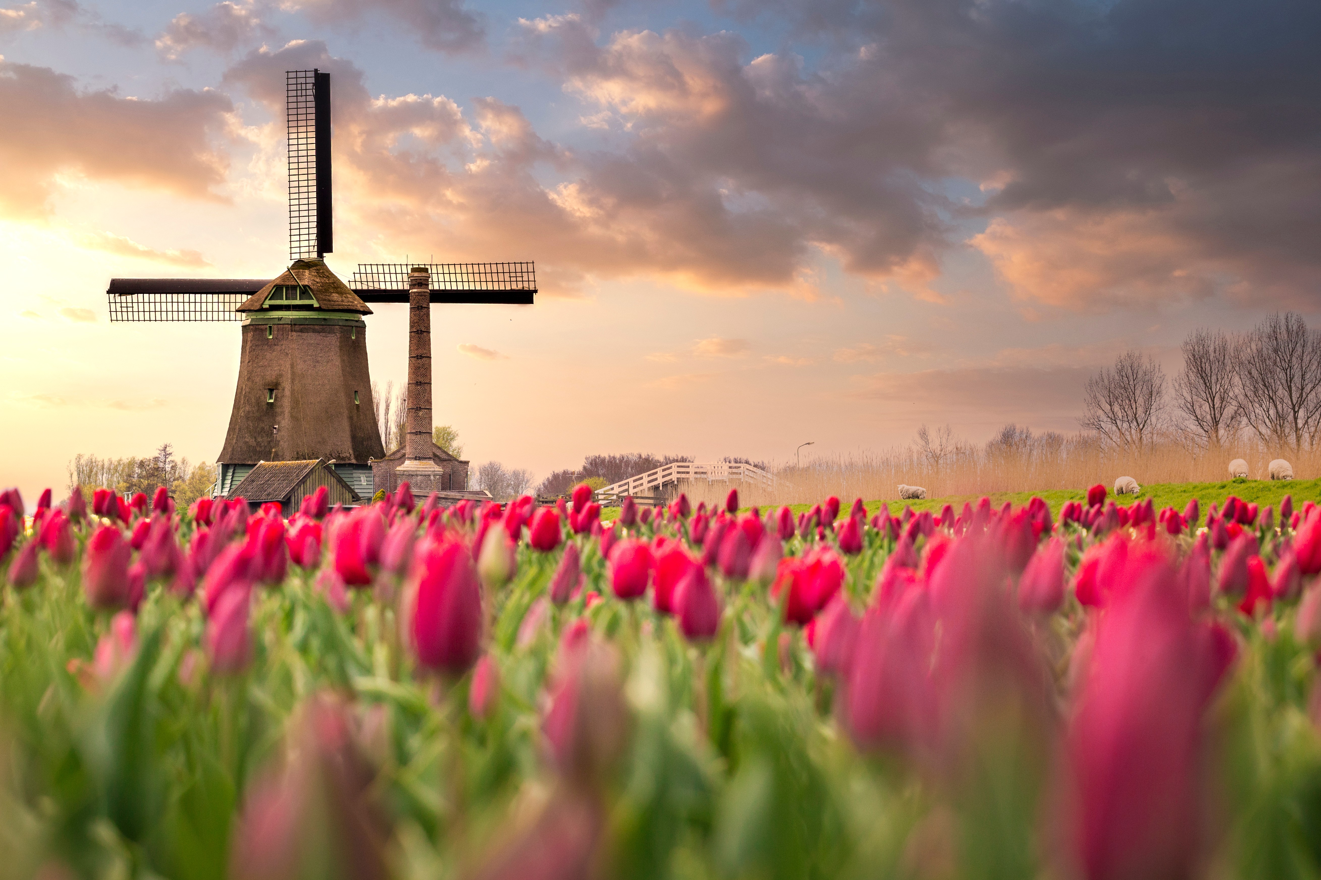 Netherlands_Windmill_Tulip__c_shutterstock_1658834965.jpg